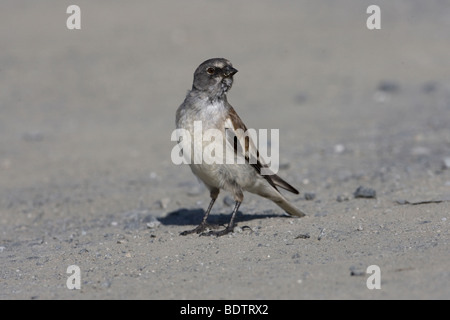 Bianco-winged Snowfinch Montifringilla nivalis Foto Stock