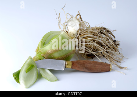 Falso Mare Onion / (Ornithogalum caudatum) Foto Stock