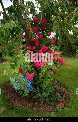 Rosa rampicante Blaze Superior, Rosa spec., Kletterrose Blaze Superior Foto Stock