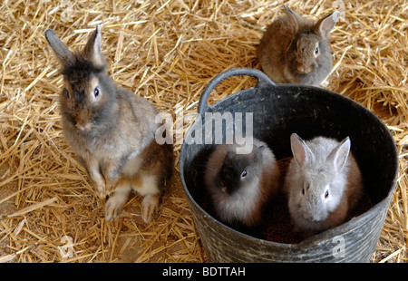 I conigli di benna Foto Stock