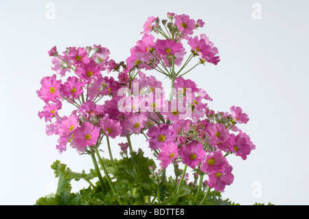 Fairy Primrose, Primula malacoides, Flieder- oder Etagenprimel Foto Stock