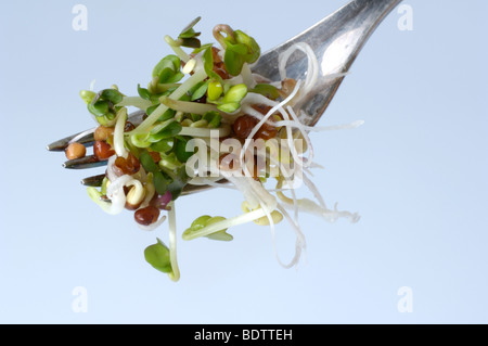 Daikon giapponese ravanello, germogli, Raphanus sativus, Daikon-Rettich, Sprossen, Keimlinge Foto Stock