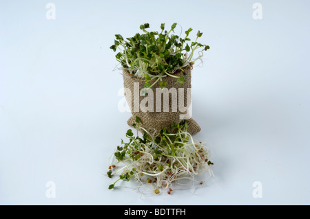 Daikon giapponese ravanello, germogli, Raphanus sativus, Daikon-Rettich, Sprossen, Keimlinge Foto Stock