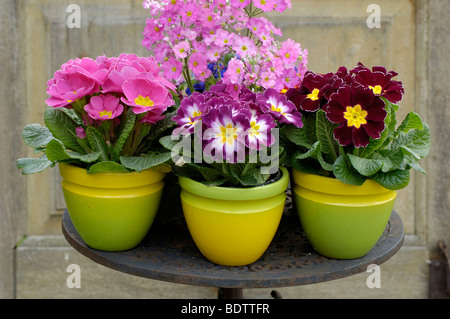 Primrose, Primula acaulis, Primula vulgaris Foto Stock