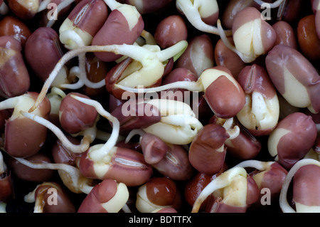 Adzukibohne, adzuki fagiolo germoglio, Vigna angularis, Adzukibohne, Lunja, Sprossen Foto Stock