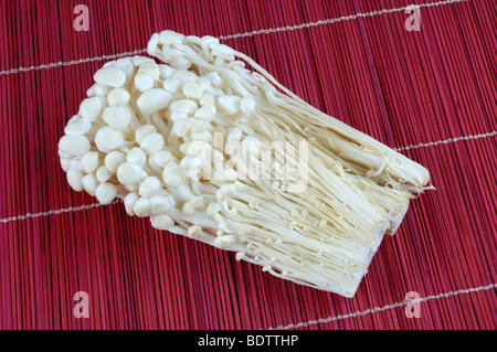Enoki funghi Flammulina velutipes, Enoki Pilz, Samtfussruebling, Speisepilze, Foto Stock