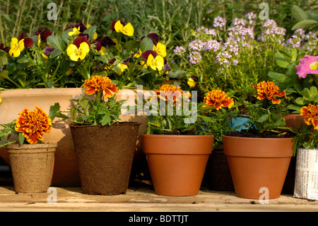 Le piante giovani, tagetes und timo, Thymus citriodorus, Pflanzenanzucht, tagetes, Studentenblume und Thymian, Thymus citriodorus Foto Stock