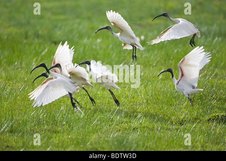 A testa nera Ibis Threskiornis melanocephalus nello Sri Lanka Foto Stock