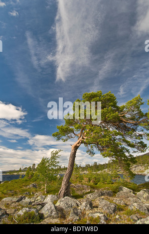 Kiefer am vedere Rogen, naturreservat rogen, haerjedalen, SCHWEDEN, pino al lago di rogen, riserva naturale, Svezia Foto Stock