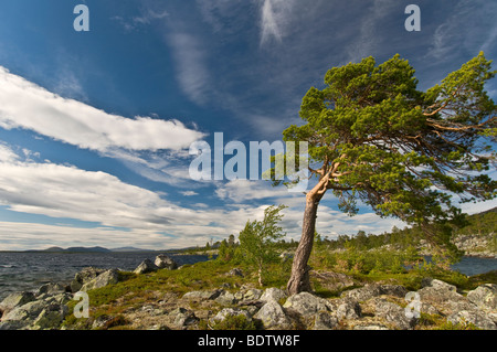 Kiefer am vedere Rogen, naturreservat rogen, haerjedalen, SCHWEDEN, pino al lago di rogen, riserva naturale, Svezia Foto Stock
