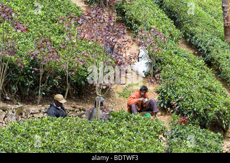 La piantagione di tè di lavoratori in Bogawantalawa, Sri Lanka consumare un pasto di mezzogiorno sul campo. Foto Stock