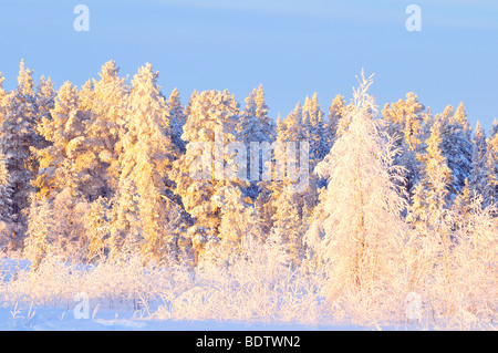 Rauhreifueberzogene baeume, alberi coperti di brina, Lapponia, Svezia Foto Stock