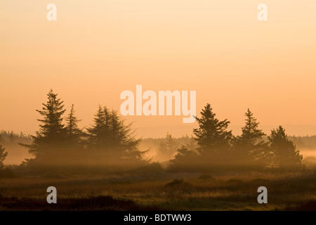 Rotfichten im Morgenlicht / Norvegia abete rosso nel sole del mattino / Picea abies Foto Stock