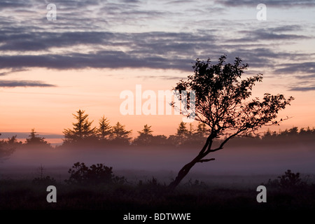 Laubbaum im Abendlicht / Decidous albero nel tramonto / Foto Stock