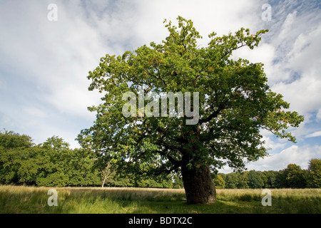 Stieleiche - (Sommereiche) / Farnia / Quercus robur - (Quercus pedunculata) Foto Stock