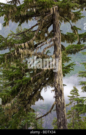 Berg-Hemlocktannen & Bartflechten / Montagna la cicuta & crini Lichen / Tsuga mertensiana & Bryoria capillaris Foto Stock