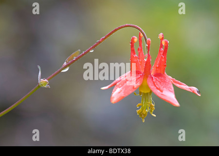 Karmesinrote Akelei - (Western-Akelei) / Western aquilegia alpina - (Crimson Columbine) / Aquilegia formosa Foto Stock