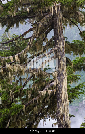 Berg-Hemlocktannen & Bartflechten / Montagna la cicuta & crini Lichen / Tsuga mertensiana & Bryoria capillaris Foto Stock