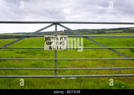 Diffidate di Bull Foto Stock