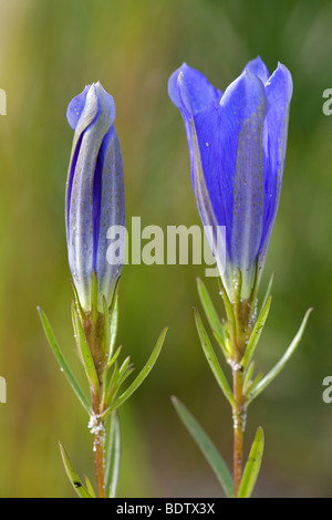 Lungen-Enzian - (Lungenenzian) / Marsh / Genziana pneumonanthe Gentiana Foto Stock