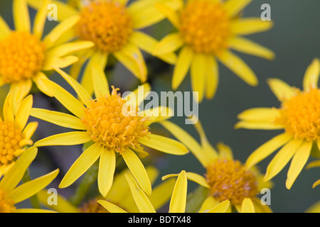 Jakobs-Greiskraut / erba tossica - (maleodoranti Willie) / Senecio jacobaea - (Jacobaea vulgaris) Foto Stock