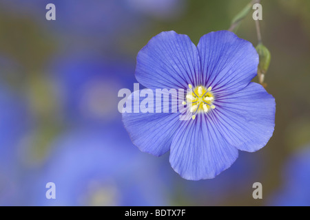 Ausdauernder Lein - (Stauden-Lein) / Blu Lino - (Blu selvaggio lino) / Linum perenne Foto Stock