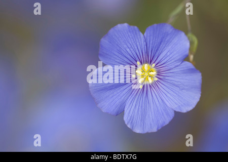 Ausdauernder Lein - (Stauden-Lein) / Blu Lino - (Blu selvaggio lino) / Linum perenne Foto Stock