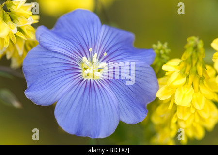 Ausdauernder Lein - (Stauden-Lein) / Blu Lino - (Blu selvaggio lino) / Linum perenne Foto Stock