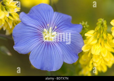 Ausdauernder Lein - (Stauden-Lein) / Blu Lino - (Blu selvaggio lino) / Linum perenne Foto Stock