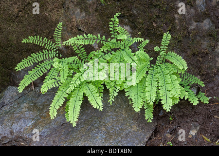 Pfauenrad-Frauenhaarfarn / Maidenhair settentrionale - (Maidenhair) / Adiantum pedatum Foto Stock