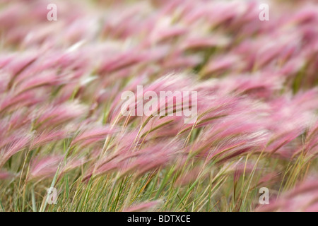 Maehnen-Gerste / Coda di Volpe orzo / Hordeum jubatum Foto Stock