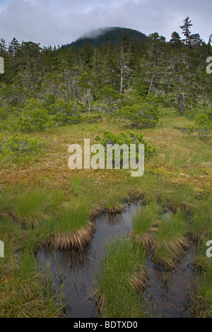 Kiefern & Bartflechten / Pini & Barba Lichen / specie Pinus & Usnea longissima Foto Stock