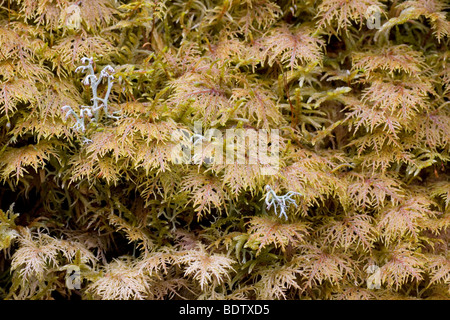 Etagenmoos - (Stockwerkmoos) / scintillante di legno-Moss - (giù Moss) / Hylocomium splendens Foto Stock