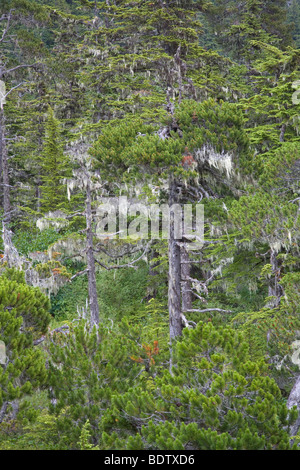 Kiefern & Bartflechten / Pini & Barba Lichen / specie Pinus & Usnea longissima Foto Stock