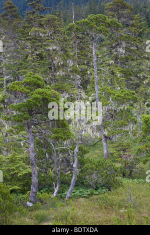 Kiefern & Bartflechten / Pini & Barba Lichen / specie Pinus & Usnea longissima Foto Stock