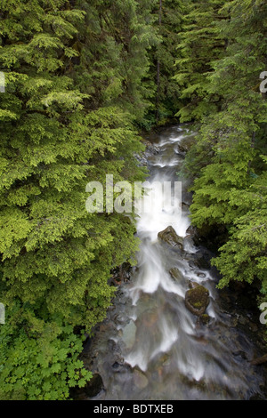 Westamerikanische Hemlocktanne am Fish-Creek / Western Hemlock al Fish Creek / Tsuga heterophylla - (Douglas-Island) Foto Stock