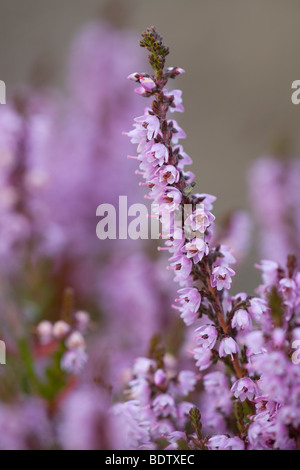 Besenheide - (Heidekraut) / Comune Heather - (Ling) / Calluna vulgaris Foto Stock
