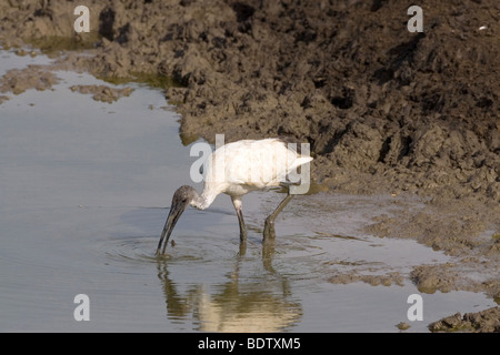 A testa nera Ibis Threskiornis melanocephalus nello Sri Lanka Foto Stock
