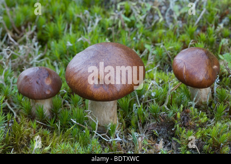 Butterroehrling - (Butterpilz) / Slippery Jack / Suillus luteus Foto Stock