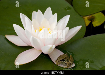 Grasfrosch & Weisse Seerose - Wasserrose, Rana comune & Europeo Ninfea Bianca (Rana temporaria & Nymphaea alba) Foto Stock