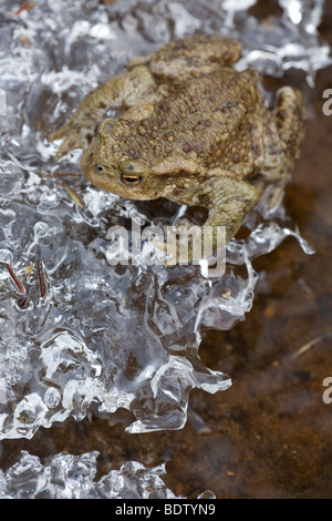 Un Erdkroete Eiskante, il rospo comune al foglio di ghiaccio (Bufo bufo) Foto Stock