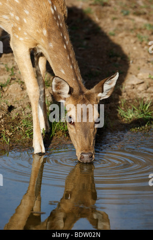 Axishirsch avvistato cervi asse asse Foto Stock