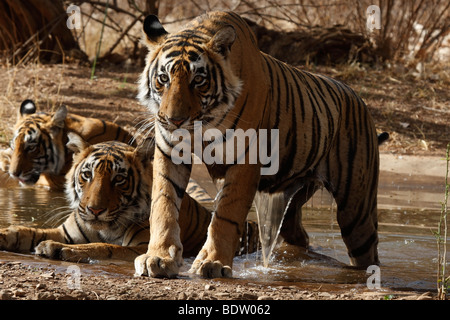 Indischer tiger, koenigstiger, panthera tigri tigri, indien, asien, royal tigre del Bengala, India, Asia Foto Stock