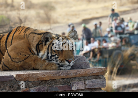 Indischer tiger, koenigstiger, panthera tigri tigri, indien, asien, royal tigre del Bengala, India, Asia Foto Stock