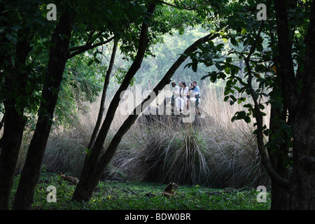 Indischer tiger, koenigstiger, panthera tigri tigri, indien, asien, royal tigre del Bengala, India, Asia Foto Stock