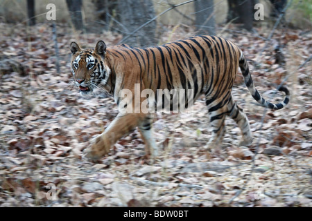 Indischer tiger, koenigstiger, panthera tigri tigri, indien, asien, royal tigre del Bengala, India, Asia Foto Stock