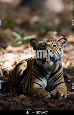 Indischer tiger, koenigstiger, panthera tigri tigri, indien, asien, royal tigre del Bengala, India, Asia Foto Stock