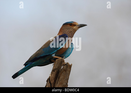 Indische Blauracke rullo indiana Coracias bengalesi Foto Stock