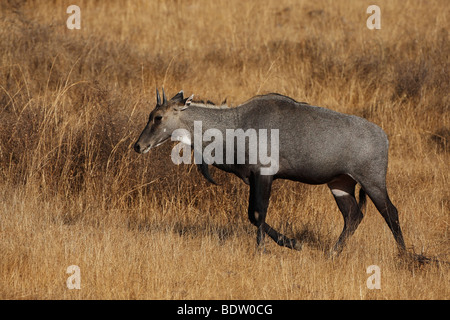 Nilgauantilope, indien, asien, nilgai o blue bull, boselaphus tragocamelus, India, Asia Foto Stock