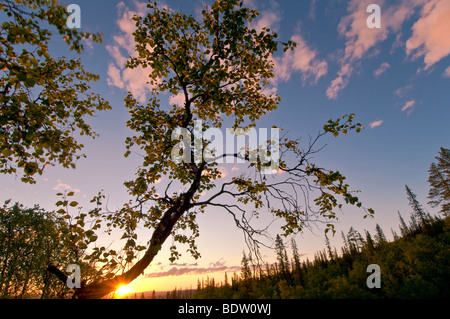 Landschaft Bei mitternachtssonne in gaellivare, lappland, SCHWEDEN, paesaggio al sole di mezzanotte in Lapponia, Svezia Foto Stock